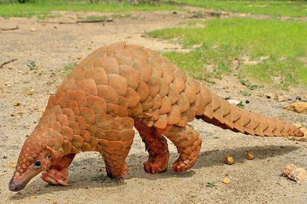 scaly-inspiration-blog