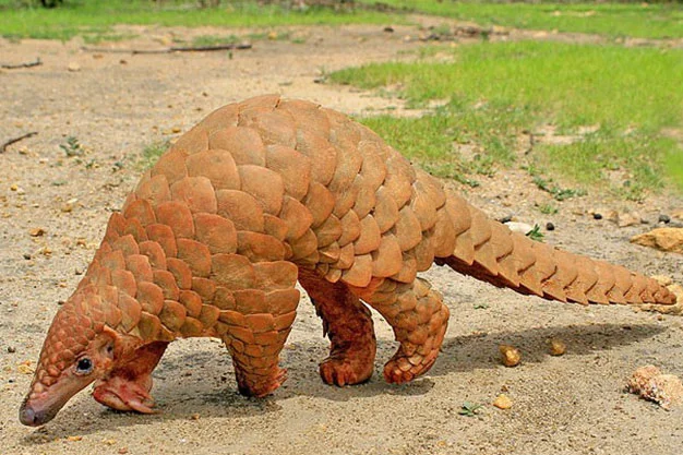 scaly-inspiration-blog