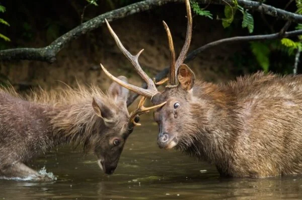 the-antler-fantasy-blog