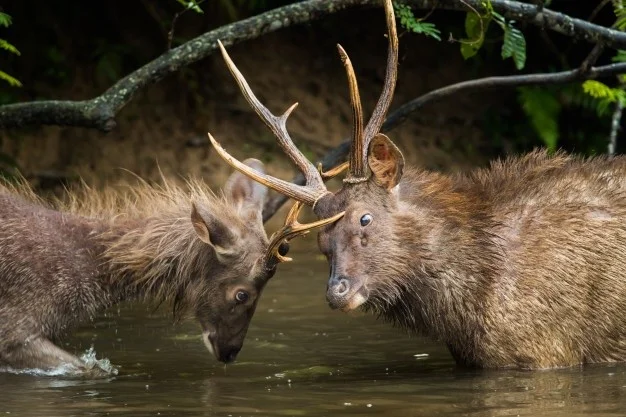 the-antler-fantasy-blog