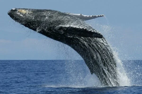 the-dancing-whale-blog